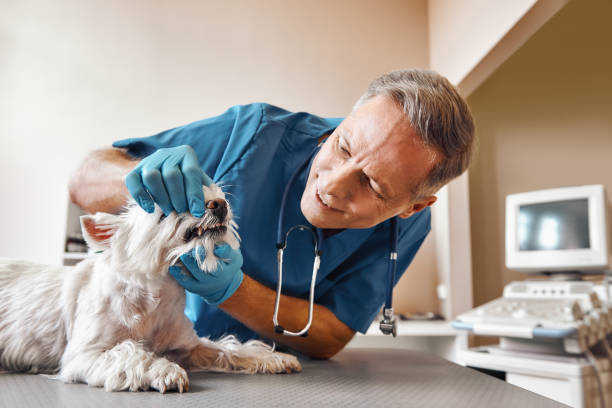 Best Cosmetic Emergency Dentistry in Princeton, FL